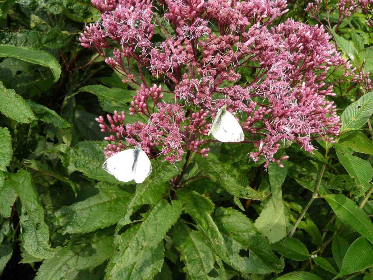 Tineke Span in 'Fan van je Tuin' Van Tuinen Tuinservice